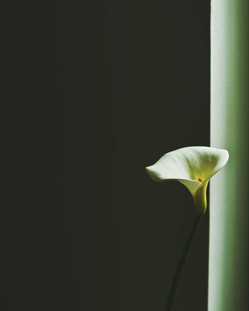 Wake Earrings — 2